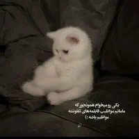 بچه گربه