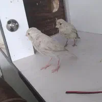 قناری رسمی