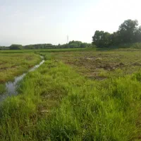 شالیزار نزدیک خ اصلی داخل طرح سند دار یک هکتار