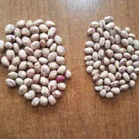 لوبیا چیتی ۲۰ کیلو دست چین
