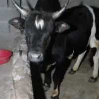 ورزا گاونر