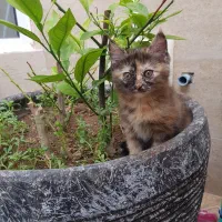 بچه گربه|گربه|یزد, |دیوار