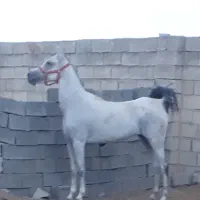 مادیون