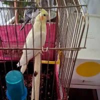 عروس هلندی  مولد