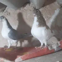 کفتر نروماده ساده هفت رنگ