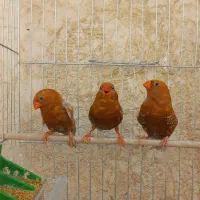 فنچ زبرا فول اورنج و شارکول و انگلیسی همه رنگ