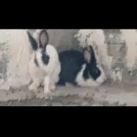 خرگوش فروشی