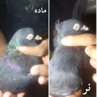 جفت زاغ ابادانی کلافه