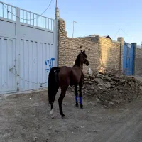سیلمی دره‌شور