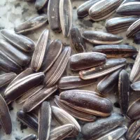فروش تخمه سنقری درجه یک