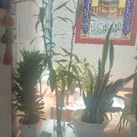 بامبو وگل های زیبا