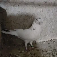 نر تو دم سیاه  نر