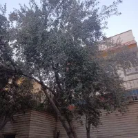 منزل فروشی