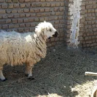 میش