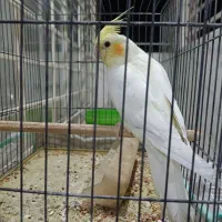 عروس هلندی