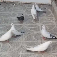 کبوتر دمبی