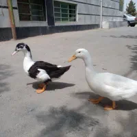 اردک