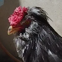 تخم گلین لری