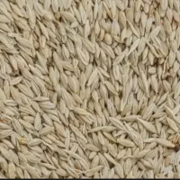 کاه وجو با قیمت مناسب