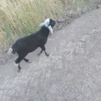 بره نر ماده بهترین جنس