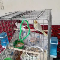 عروس هلندی