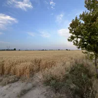 زمین زراعی