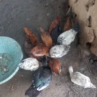 جوجه های محلی