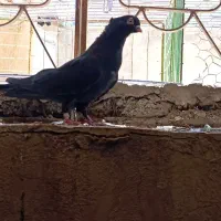 کبوتر زاغ چشو نوک سفید