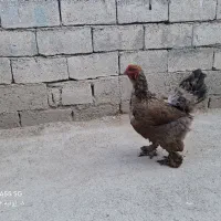 مرغ برهما پاتریچ اصل اصل