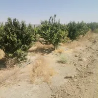 زمین باغ سند دار|فروش زمین و ملک کلنگی|اصفهان, گورت|دیوار