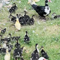 جوجه اردک اسرائیلی 20 روزه