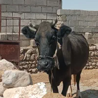 گاو جوان ۷ماه آبستن