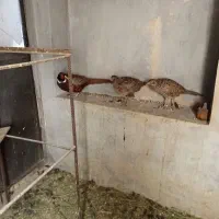 مرغ و خروس
