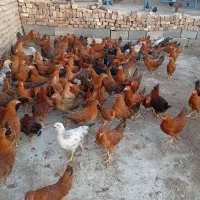 فروش نیمچه مرغ گلپایگان