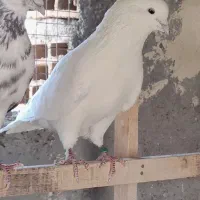 کبوتر