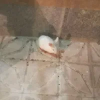 خرگوش سفیدسالم
