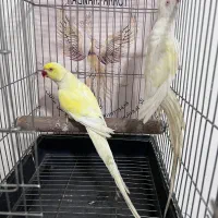 انواع طوطی سانان مجموعه رگنار پاروت