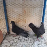 دمگیر. یه جفت غلاغ دوبحر