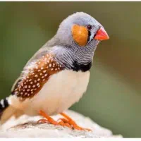 فنچ