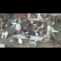گنجه کفتر یکجا 60الی 70عدد ضمانتی