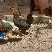 مرغ گلین خروس درشت بقلمون گرچ
