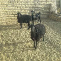 بره ماده