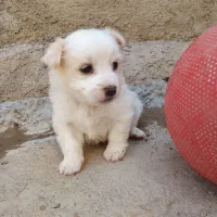 نژاد اشپیت