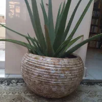 گلدان پتینه ورق طلا گلدان الوئه ورا آباژور پتینه
