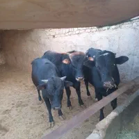 انواع گوساله نر چاق