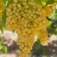 انگور موندراب و کشمشی سردشتی