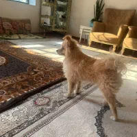 سگ پامر روباهی