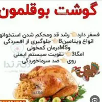 بوقلمون بالغ جوان