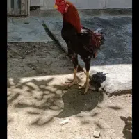 خروس لاری.