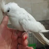 عروس هلندی